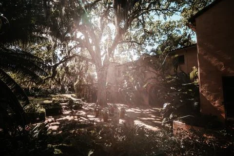 Sunlight shines through large mossy tree in lush backyard Stock Photos