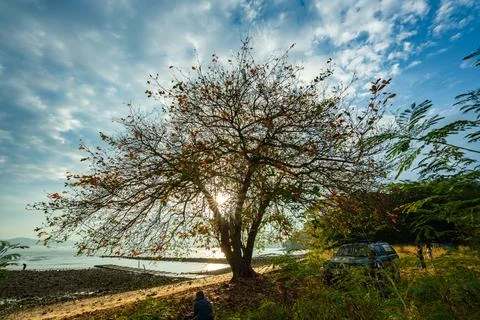 Sunlight shines through the large trees on the beach. Stock-Fotos