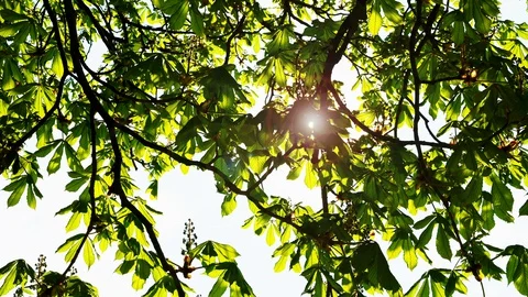 The sunlight shines through the leaves of a chestnut tree Stock Footage 128308755