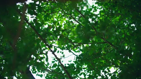 Sunlight shines through leaves - close-up of leaves and branches fluttering  Stock Footage 257187808