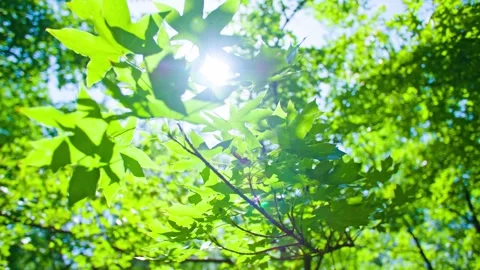 Sunlight shines through the leaves - collection Stock Footage 257910772