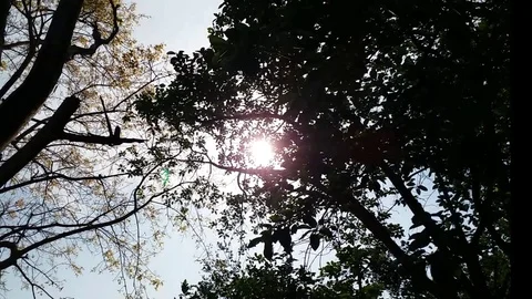 Sunlight shines through leaves Stock Footage 126850989