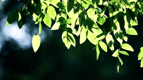 Sunlight shines through the leaves Stock Footage 258113858