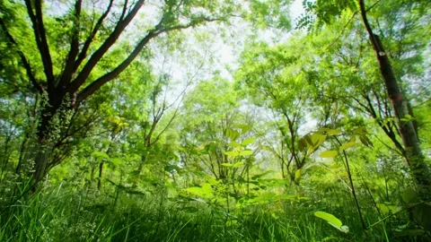 Sunlight shines through the leaves fresh summer - collection Stock Footage 292595643