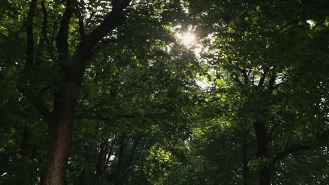 Sunlight shines through the leaves of tall trees in a dense forest. The light Vídeos de archivo 344527862