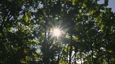 Sunlight shines through the leaves of tall trees, creating a beautiful pattern Stock Footage 345884703