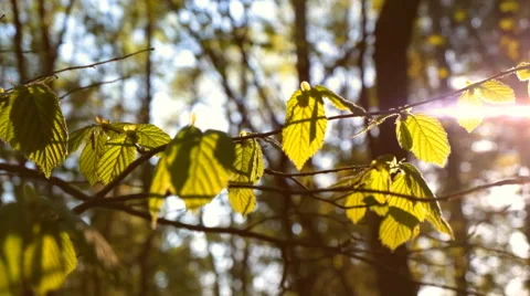 Sunlight Shines Through the Leaves of a Tree Stock Footage 49904080