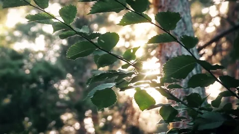 Sunlight shines through the leaves of trees Stock Footage 85692158