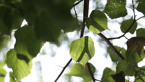 Sunlight shines through the leaves of trees Stock-Footage 95048714