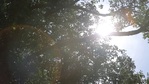 Sunlight shines through the leaves of trees Stock Footage 95048734