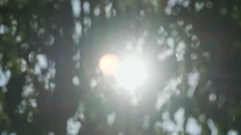 Sunlight shines through the leaves on the trees swaying in the gentle breeze Stock Footage 169572996
