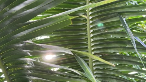 Sunlight shines through long leaves of a coconut palm creating bright highlights Stock-Footage 331446054