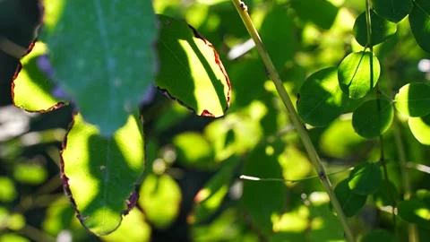 Sunlight shines through lush green leaves Stock Footage 218287111