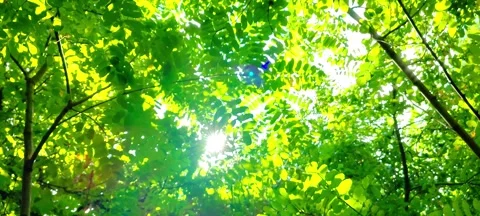 Sunlight Shines Through Lush Green Tree Canopy Stock Footage 342028815
