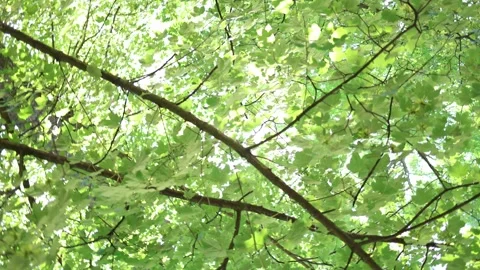 Sunlight shines through lush green maple leaves and branches in summer Video stock 342268040