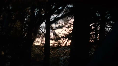 Sunlight shines through openings in dark trees Stock Footage 140611895