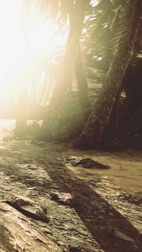 Sunlight shines through palm trees on a beach during early morning hours Stock Footage 335964276