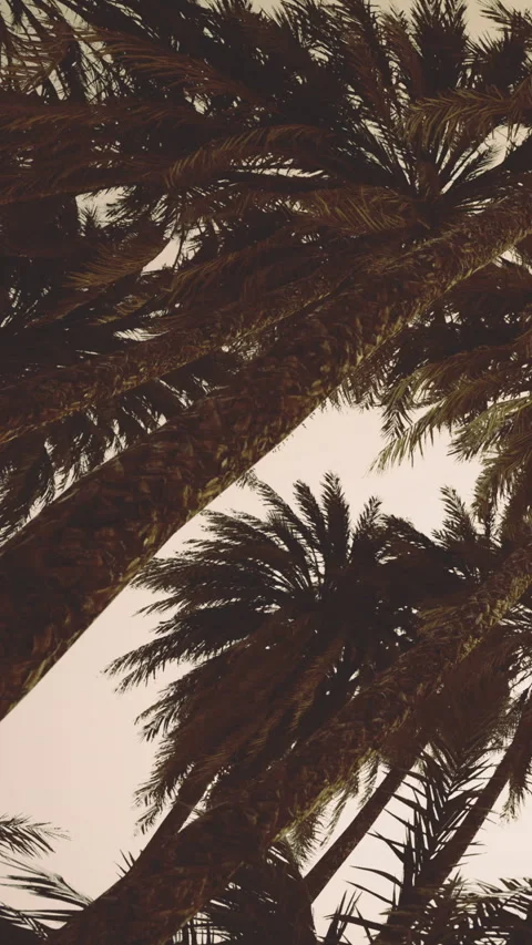 Sunlight shines through palm trees on a tropical beach during sunset time Stock Footage 336024909