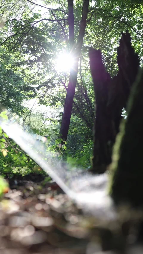 Sunlight shines through a peaceful forest canopy Stock Footage 340135036