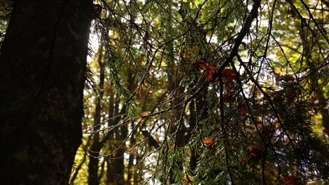 Sunlight shines through pine needles in a dense forest. Stock Footage 255252016