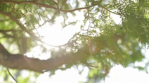 Sunlight shines through pine tree branches, causing lens flares Vídeos de archivo 71603438