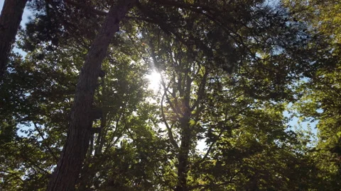Sunlight Shines Through Pine Tree Branches in Camlik Park Stock Footage 348685135