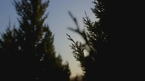 Sunlight shines through the pine trees Stock Footage 259678284