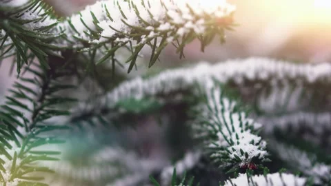 Sunlight shines through the snow-covered branches of the fir. Stock Footage 146525417