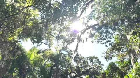 Sunlight shines through Spanish moss hanging from oak trees in a lush Stock Footage 330864396