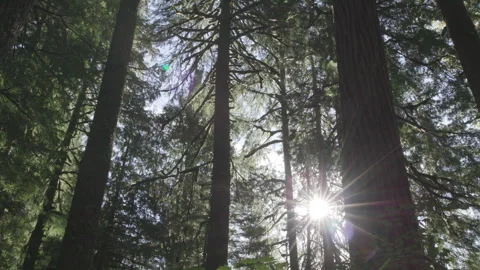 Sunlight shines through tall trees, oregon forest, backlit static shot Stock Footage 332239288