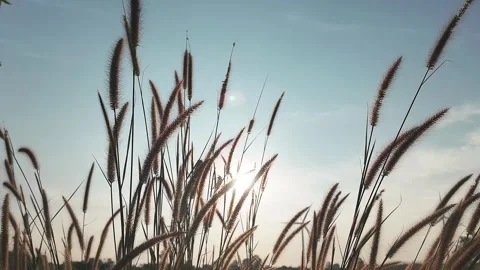 Sunlight shines through tall wild grass swaying in the wind during early morning Stock Footage 314817307