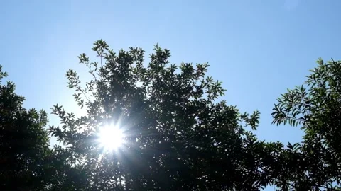 Sunlight shines through the tops of trees swaying in the wind against a blue Stock Footage 299404486