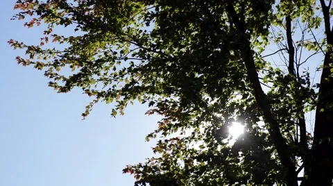 Sunlight shines through tree Stock Footage 68983259