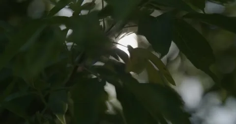 Sunlight Shines Through Tree Leaves Blown in Strong Breeze (Abstract) Stock Footage 281447482