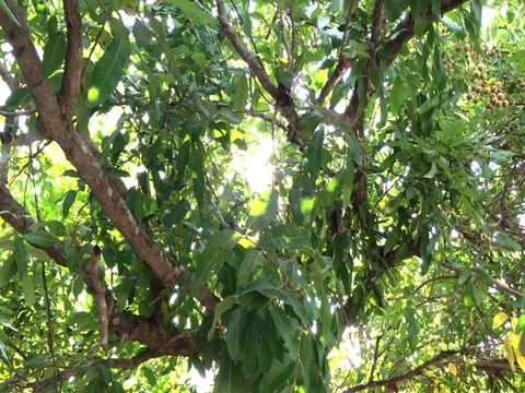 Sunlight shines through tree in the park Видео 69865474