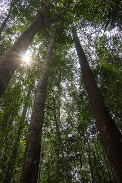 Sunlight shines through tree trunks and dense green canopy in a tropical fo.. Fotos Stock