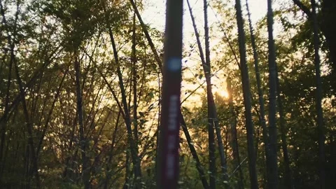 Sunlight shines through the trees, beautiful nature. Stock Footage 271675296