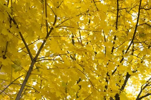 The sunlight shines through the trees beyond a path which lies in an forest d Stock Photos