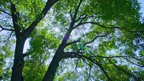 Sunlight shines through the trees - bright sun spots Stock Footage 257910518