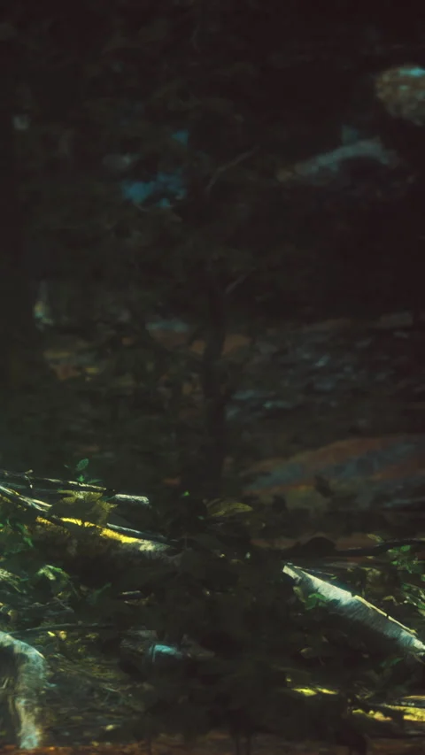 Sunlight shines through trees, casting patterns on the forest floor Stock Footage 334252119