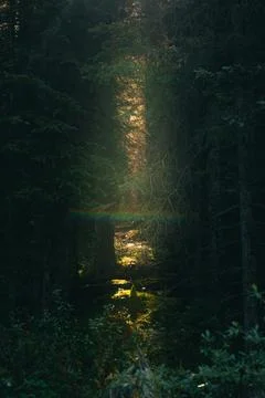 Sunlight shines through trees in a dense forest, creating a vibrant scene. Stock Photos
