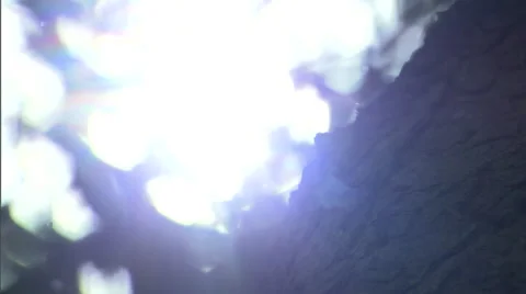 Sunlight shines through trees. Stock Footage 46868502