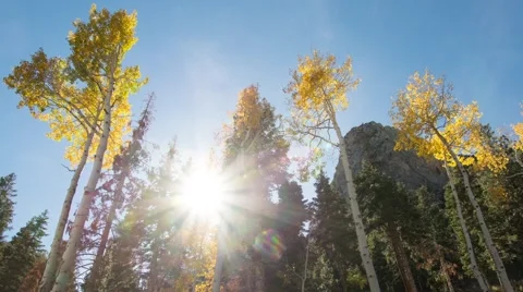 Sunlight shines through the trees 库存影片 69008854