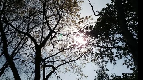 Sunlight shines through Trees Stock Footage 126852669
