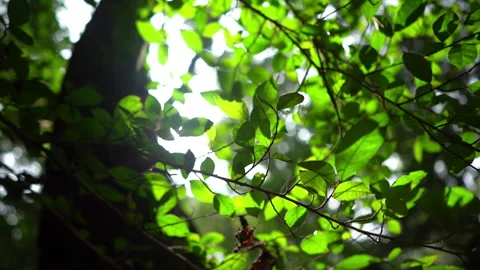 Sunlight shines through the trees Stock Footage 241893400