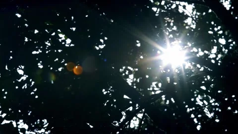 Sunlight shines through the trees 動画素材 258113408