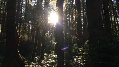 Sunlight Shines Through Trees on Forest Trail Stock Footage 147977136