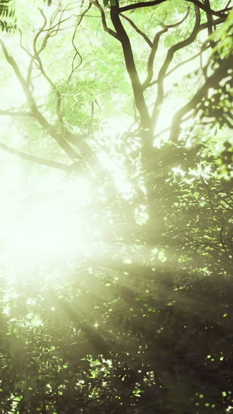 Sunlight shines through trees in a forest setting during daytime 库存影片 335449907