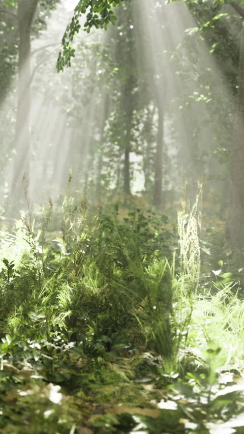 Sunlight shines through trees in a forest with green plants and grass Stock Footage 335946977