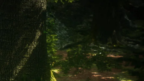 Sunlight shines through trees in a forest near a small stream Stock Footage 341796924